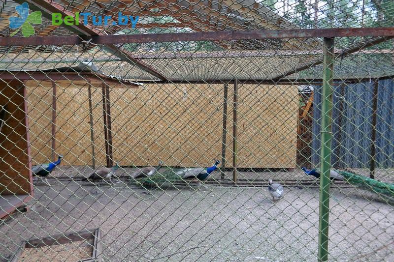 Rest in Belarus - recreation center Serebryanyiy rodnik - Aviary