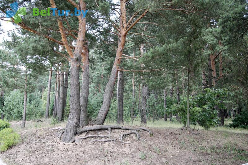 Rest in Belarus - recreation center Vysoki bereg Nemana - Territory