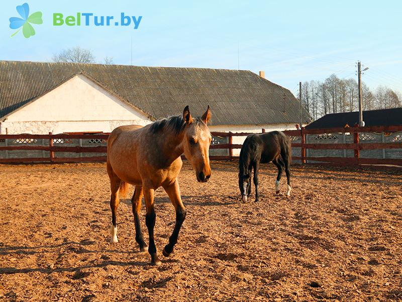 Rest in Belarus - farmstead Karolinsky folvarok Tyzengauza - Equestrian arena