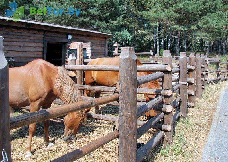 Rest in Belarus - tourist complex Nanosy - Stable