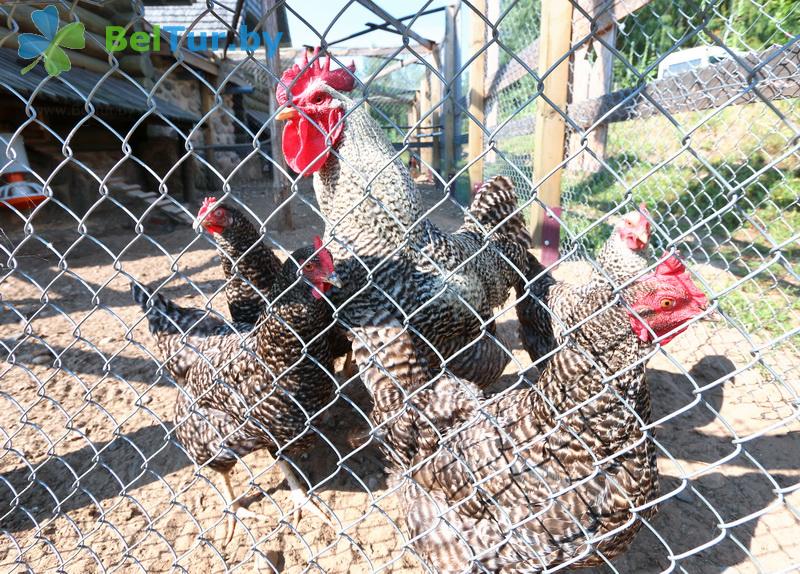 Rest in Belarus - tourist complex Nanosy - Aviary