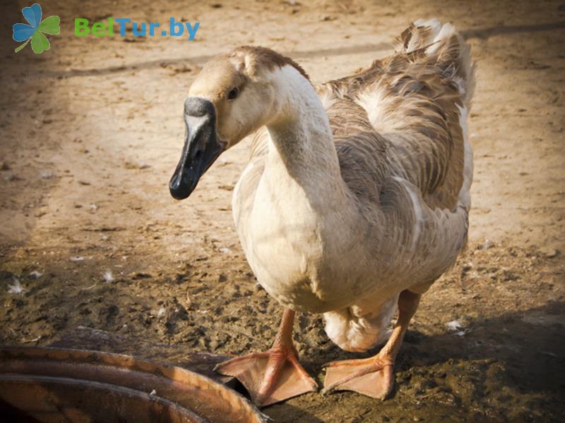 Rest in Belarus - farmstead Dukorsky maentak - Aviary