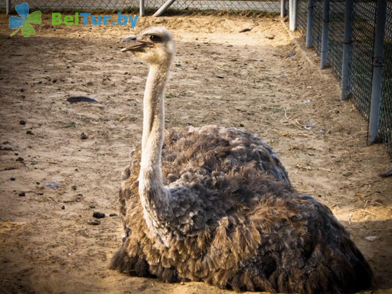 Rest in Belarus - farmstead Dukorsky maentak - Aviary