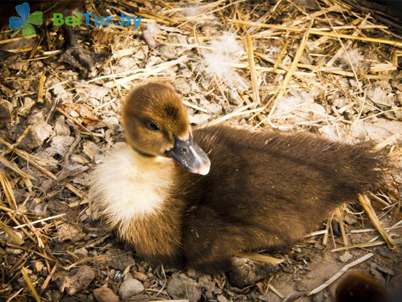 Rest in Belarus - farmstead Dukorsky maentak - Aviary