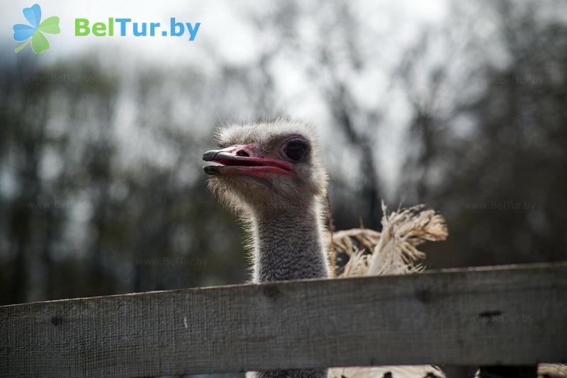 Rest in Belarus - farmstead Dukorsky maentak - Aviary