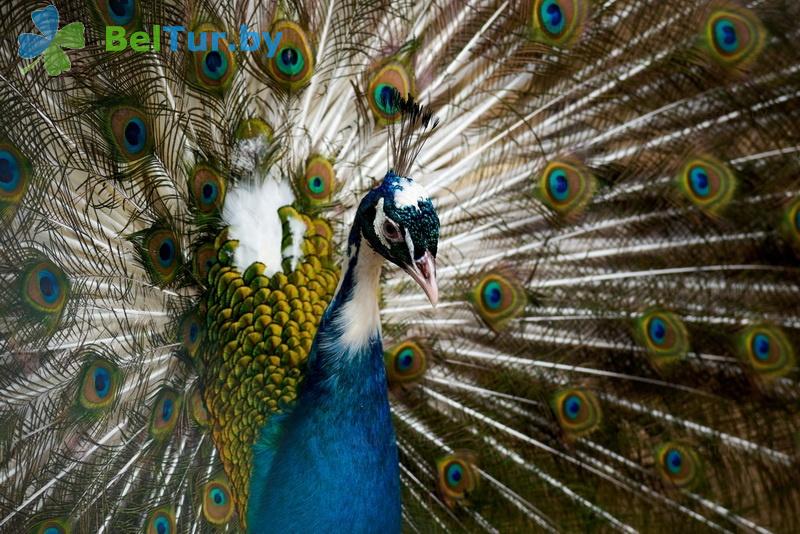 Rest in Belarus - farmstead Dukorsky maentak - Aviary