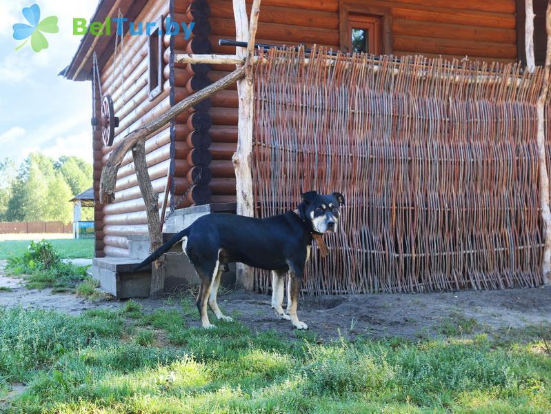Отдых в Белоруссии Беларуси - дом охотника Николаево - Приём с животными