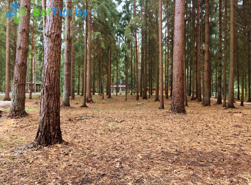 Rest in Belarus - recreation center Zhukov lug - Territory