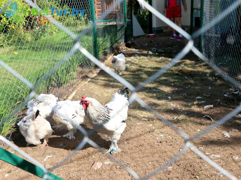 Rest in Belarus - farmstead Vileyskaya okolitsa - Aviary