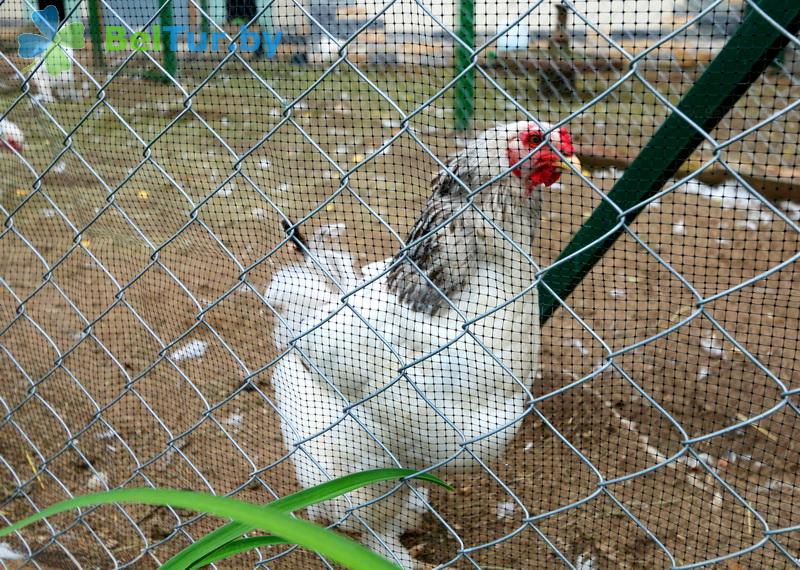 Rest in Belarus - farmstead Vileyskaya okolitsa - Aviary