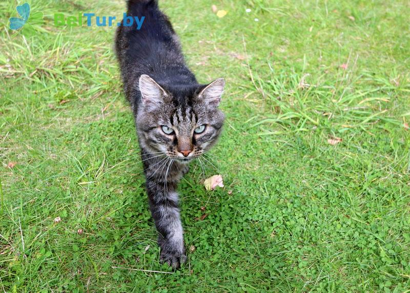 Rest in Belarus - farmstead Vileyskaya okolitsa - Placement with animals