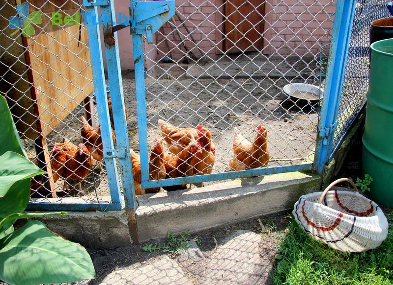 Rest in Belarus - farmstead Kamenetskoe Zatishie - Aviary