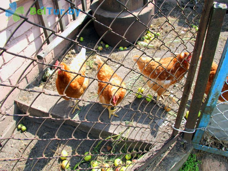 Rest in Belarus - farmstead Kamenetskoe Zatishie - Aviary