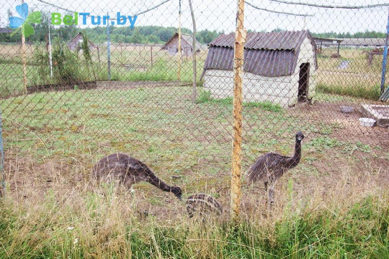 Rest in Belarus - farmstead Slutsky Straus - Aviary