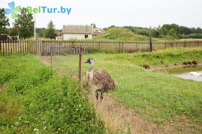 Rest in Belarus - farmstead Slutsky Straus - Aviary