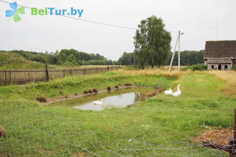Rest in Belarus - farmstead Slutsky Straus - Aviary