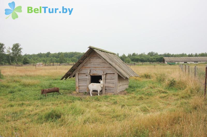 Rest in Belarus - farmstead Slutsky Straus - Aviary