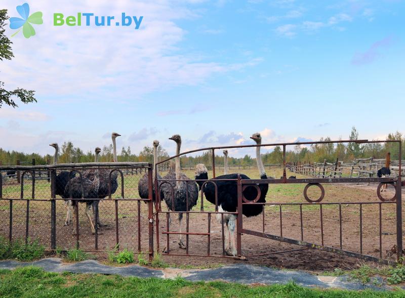 Rest in Belarus - farmstead Slutsky Straus - Aviary