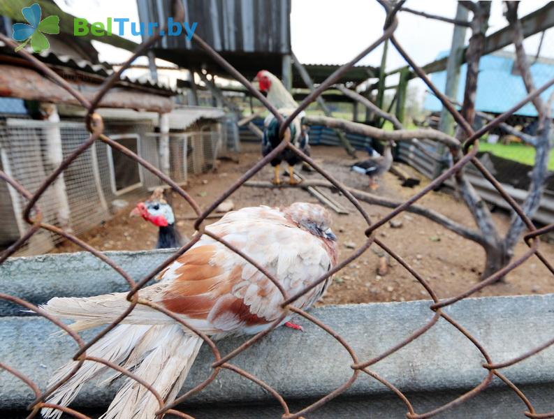 Rest in Belarus - farmstead Slutsky Straus - Aviary