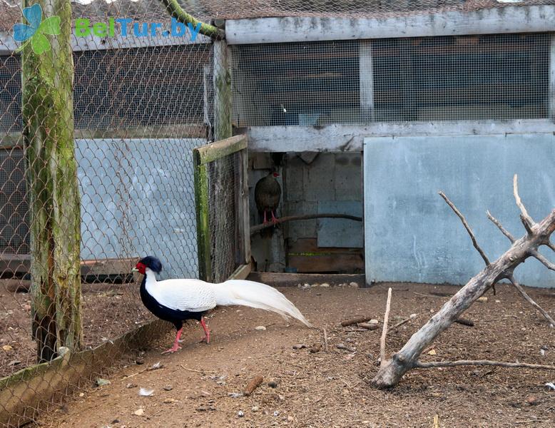 Rest in Belarus - farmstead Slutsky Straus - Aviary