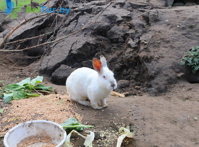 Rest in Belarus - farmstead Slutsky Straus - Aviary