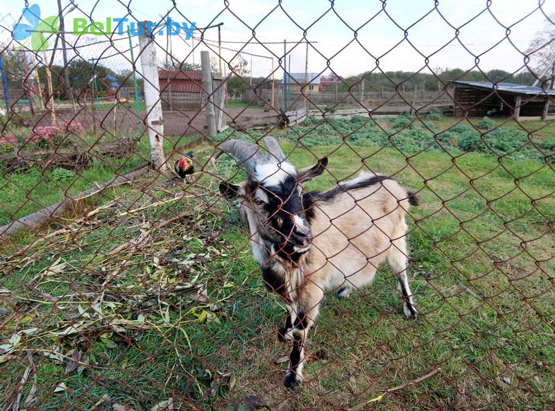 Rest in Belarus - farmstead Slutsky Straus - Aviary