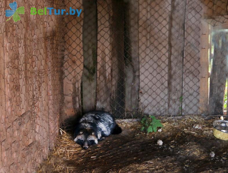 Rest in Belarus - farmstead Slutsky Straus - Aviary