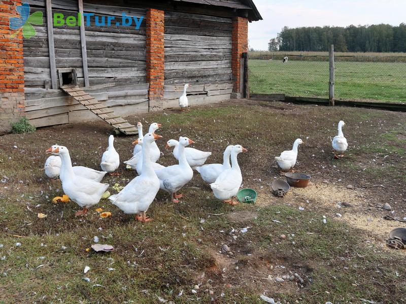 Rest in Belarus - farmstead Slutsky Straus - Aviary