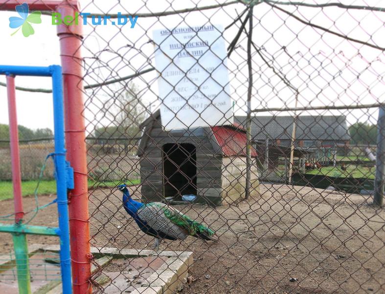 Rest in Belarus - farmstead Slutsky Straus - Aviary