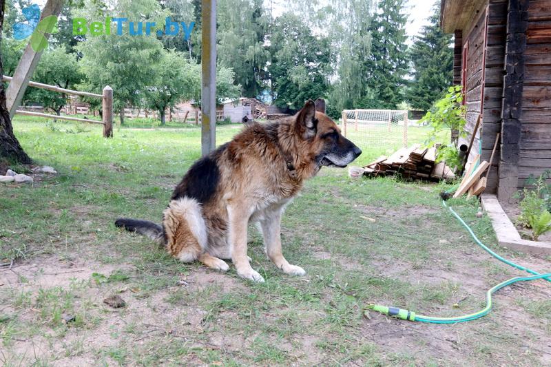 Rest in Belarus - recreation center Berezovyj dvor - Placement with animals