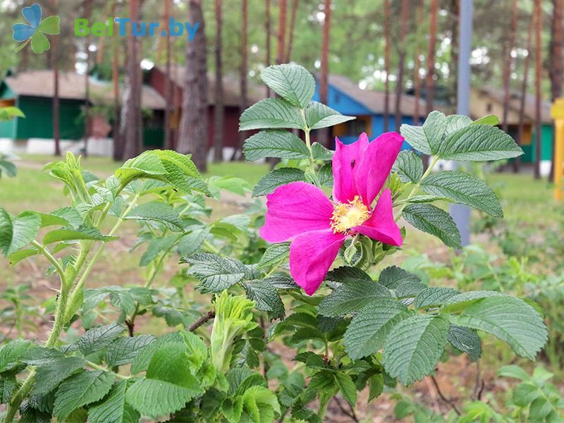 Rest in Belarus - recreation center Beloe ozero - Territory