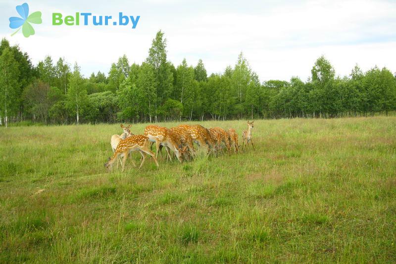 Rest in Belarus - hunter's house Kazyuki - Fishing and Hunting