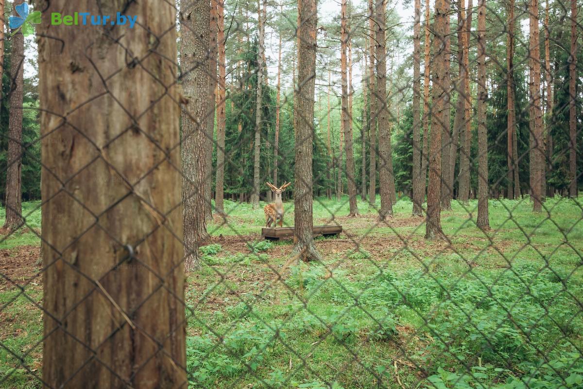 Rest in Belarus - hunter's house Krupski - Territory