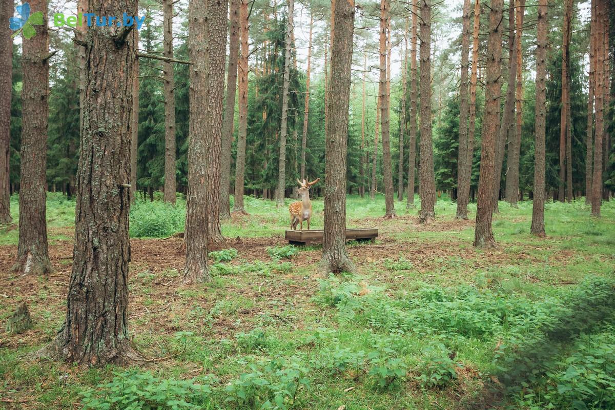 Rest in Belarus - hunter's house Krupski - Territory