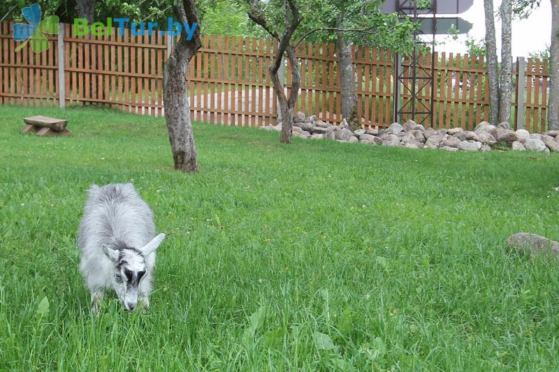 Rest in Belarus - farmstead Zdorovei - Aviary