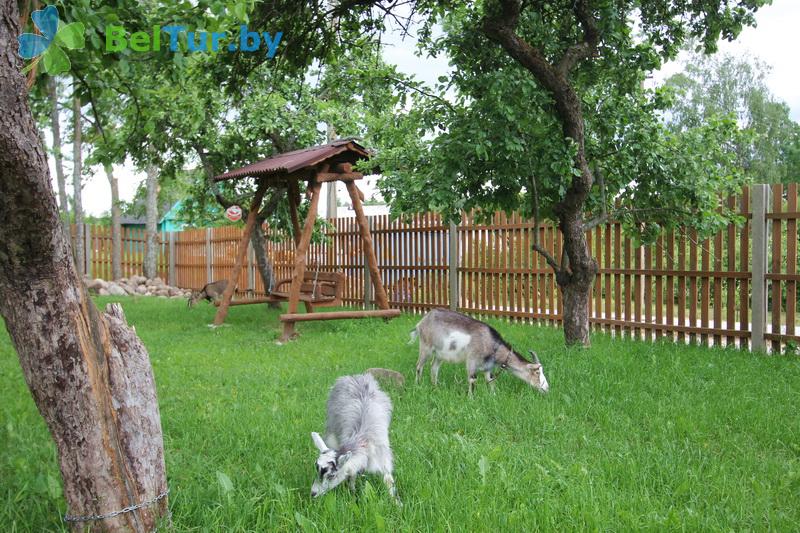 Rest in Belarus - farmstead Zdorovei - Aviary