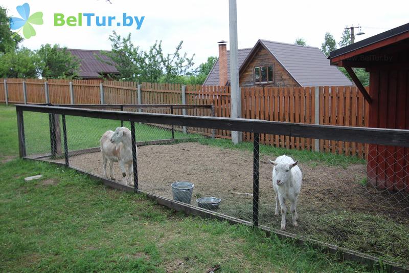 Rest in Belarus - farmstead Zdorovei - Aviary