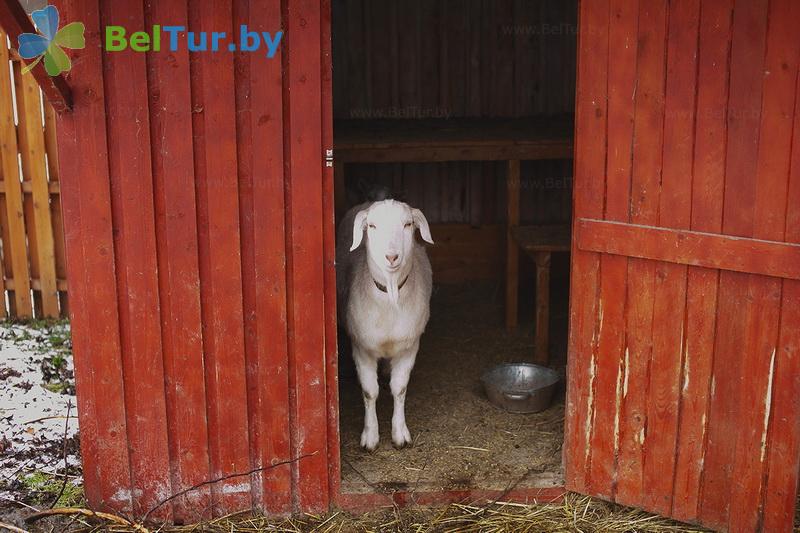 Rest in Belarus - farmstead Zdorovei - Aviary