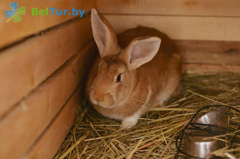 Rest in Belarus - farmstead Zdorovei - Aviary