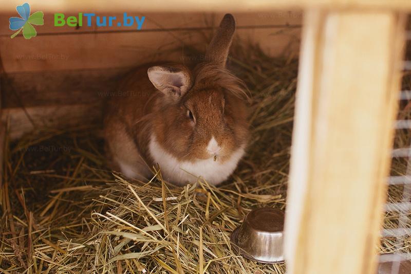 Rest in Belarus - farmstead Zdorovei - Aviary