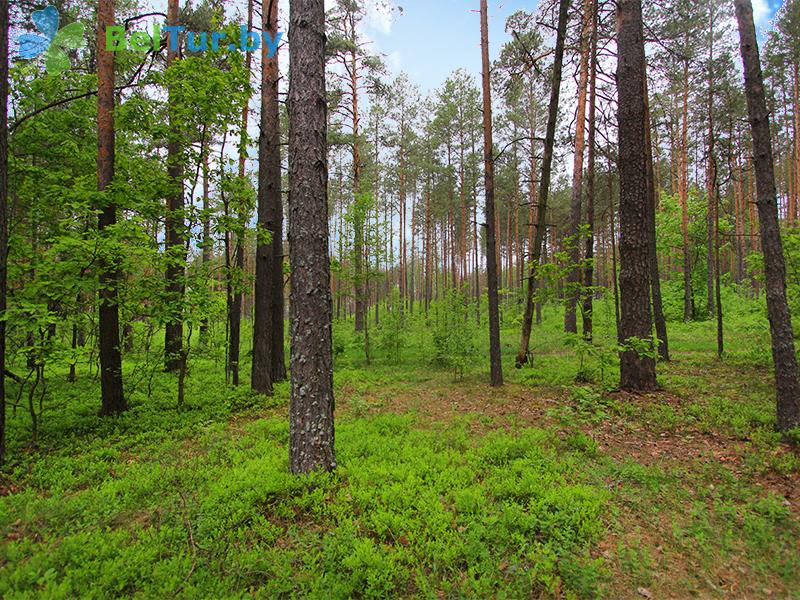 Rest in Belarus - recreation center Protochnoe - Territory