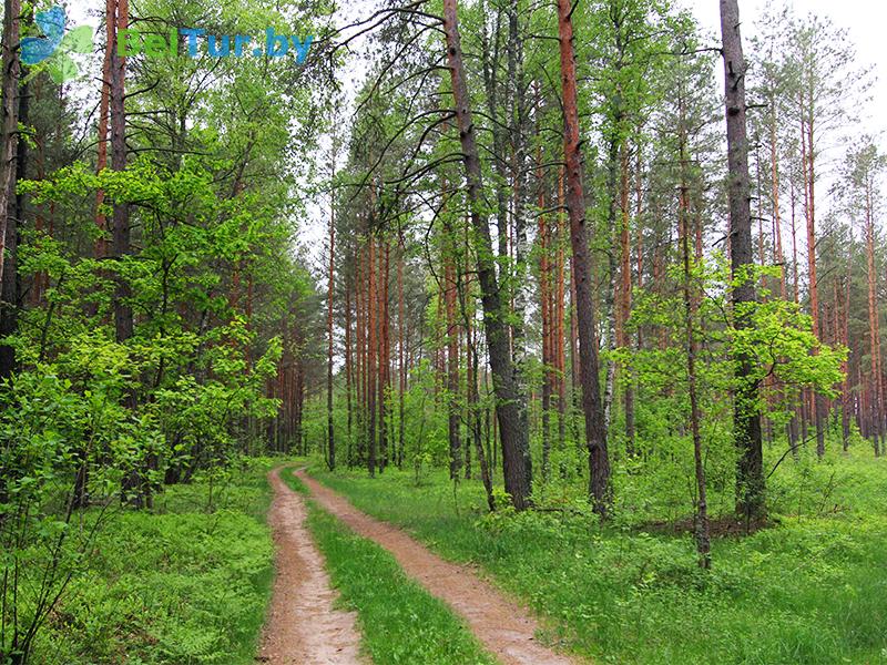 Отдых в Белоруссии Беларуси - база отдыха Проточное - Территория и природа