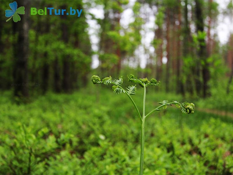 Rest in Belarus - recreation center Protochnoe - Territory