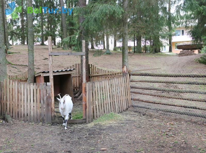 Rest in Belarus - recreation center Galaktika - Aviary