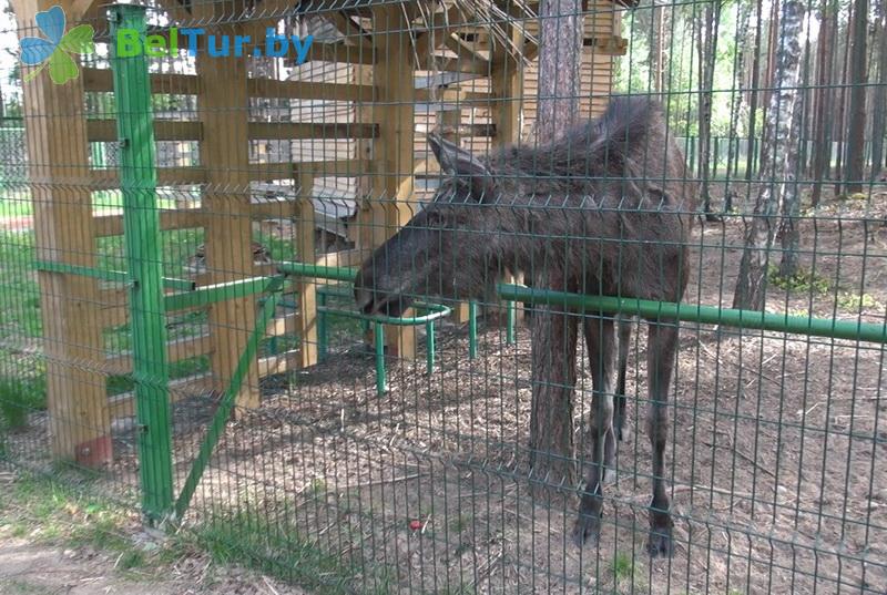 Rest in Belarus - hotel complex Serguch - Aviary