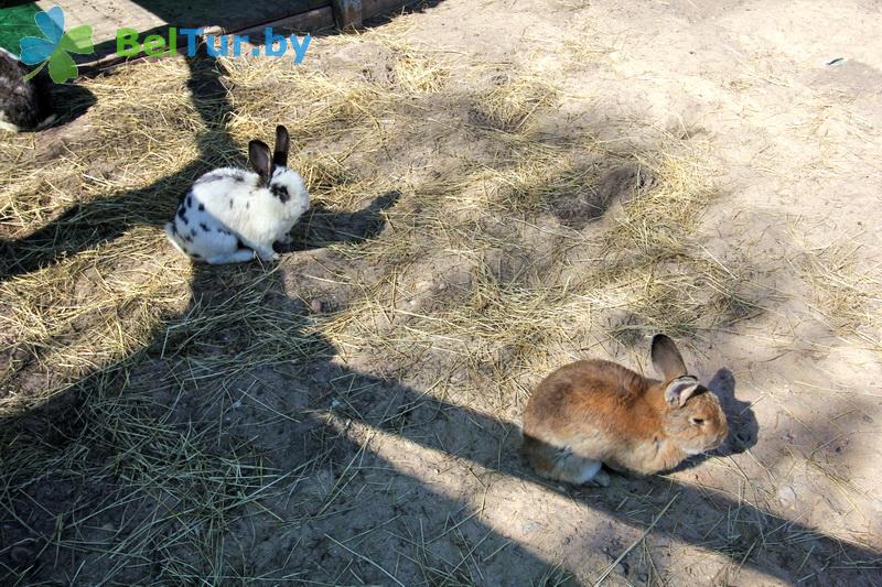 Rest in Belarus - recreation center Zolovo - Aviary