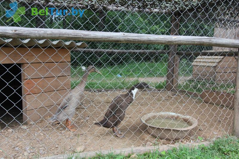 Rest in Belarus - boarding house LODE - Aviary