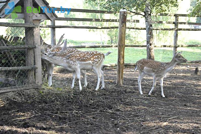 Rest in Belarus - boarding house LODE - Aviary