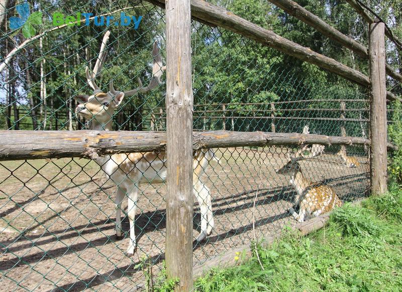 Rest in Belarus - boarding house LODE - Aviary