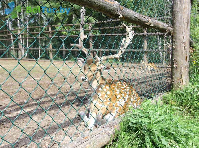 Rest in Belarus - boarding house LODE - Aviary